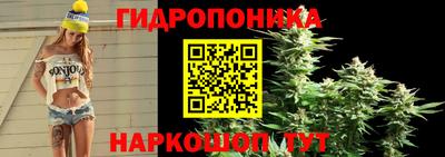 дмт Гай